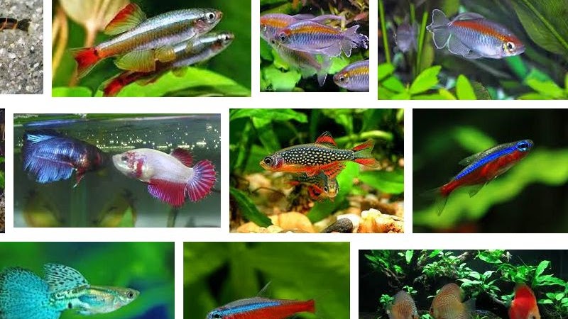 7 Jenis Ikan Aquascape yang Bisa Dicampur