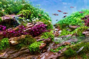 Memilih Tanaman Aquascape dan Tema yang Cocok